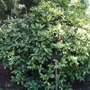 Aucuba japonica 'Crotonifolia'